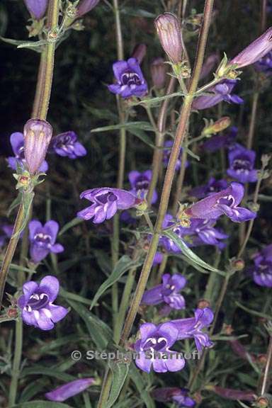 penstemon laetus 3 graphic